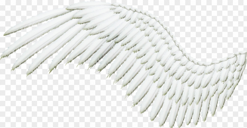 Angel Wings Feather Clip Art PNG