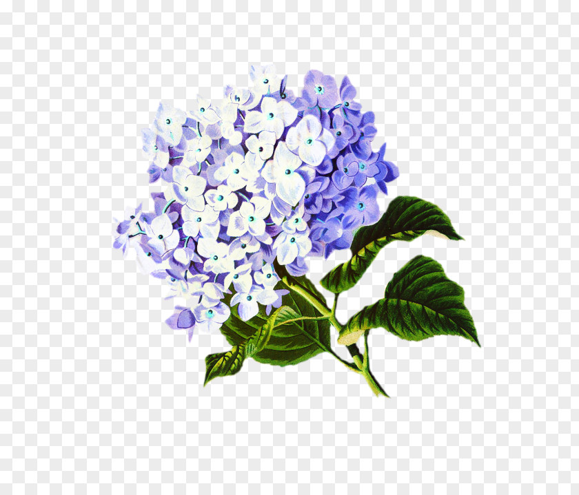 California Lilac Cornales Flowers Background PNG