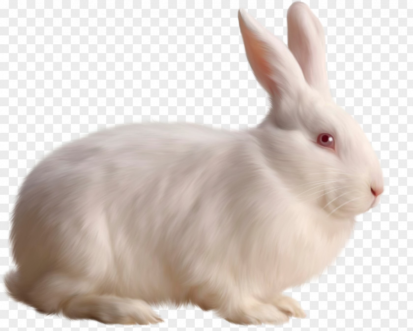 White Rabbit Image Clip Art PNG