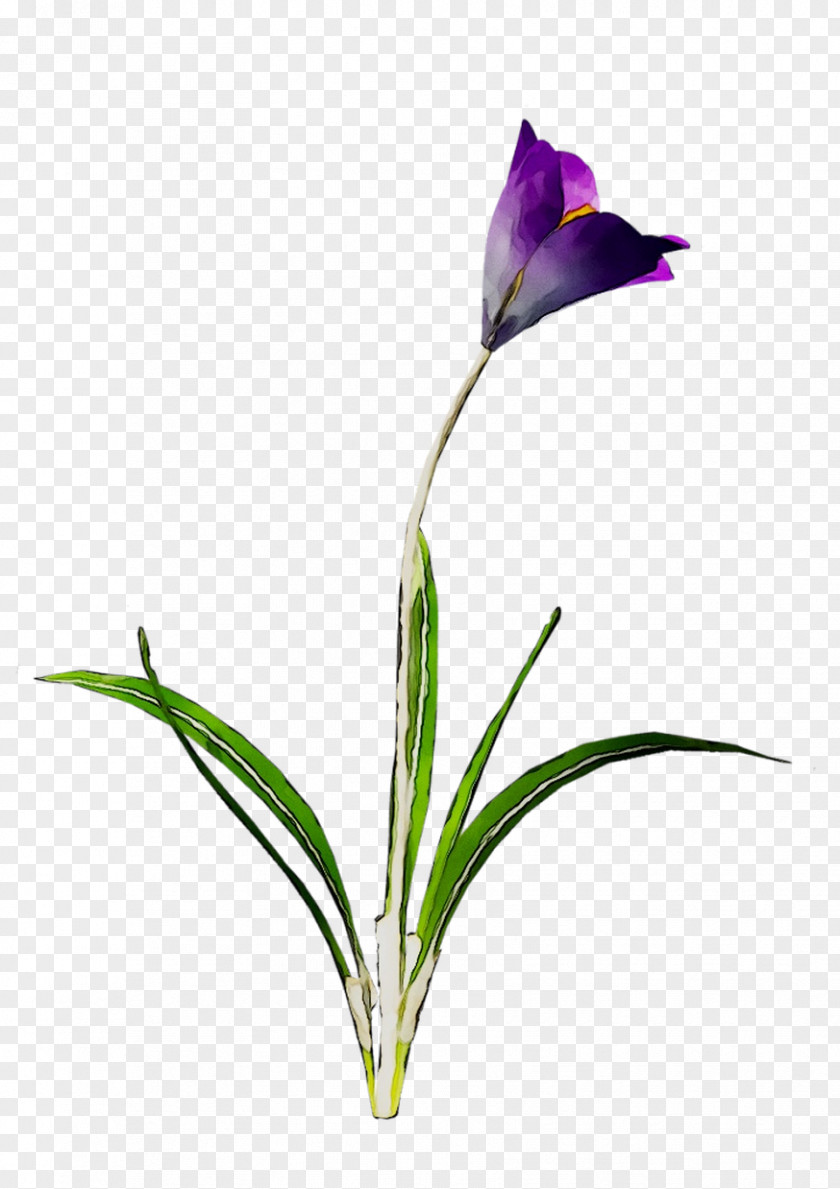 Bud Cut Flowers Plant Stem Crocus Purple PNG