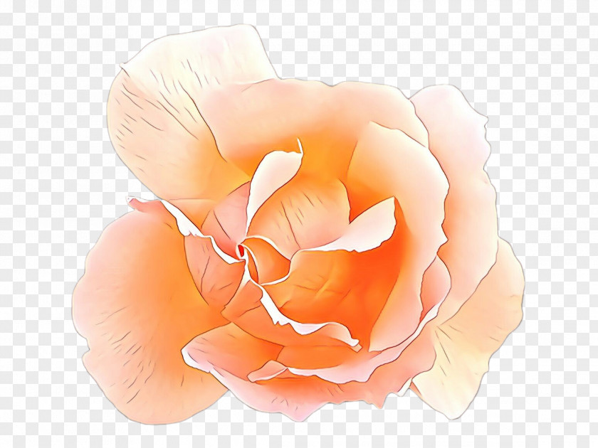 Garden Roses PNG