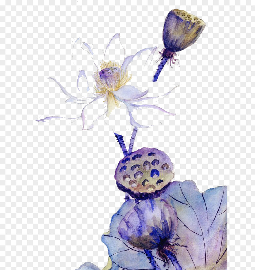 Watercolor Lotus Painting Download PNG