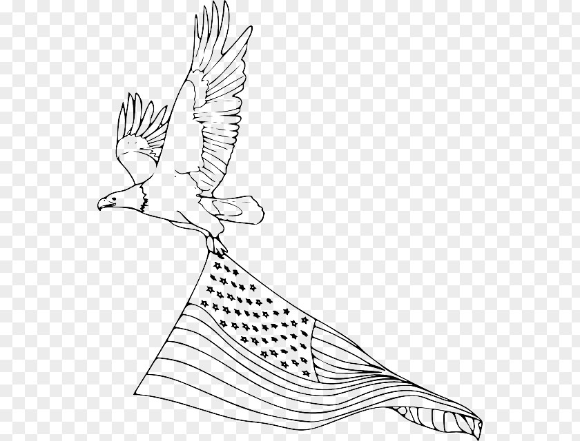 Eagle Bald Coloring Book Drawing Golden PNG
