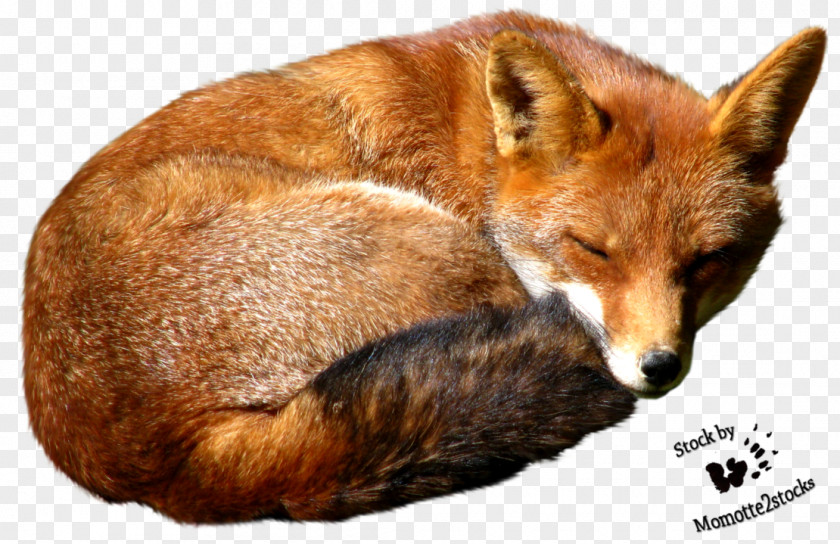 Fox Red Poster Wallpaper PNG