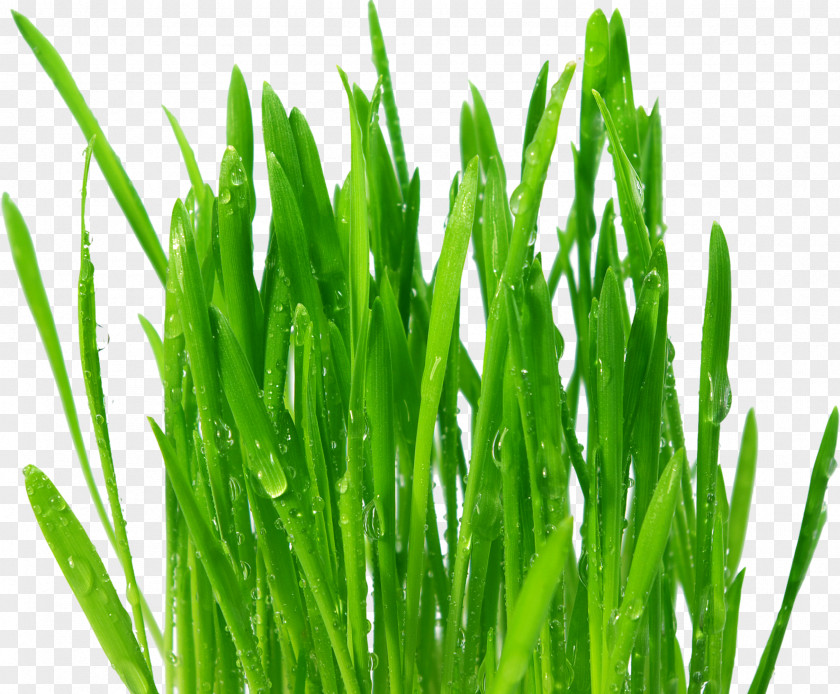 Grass Wheatgrass Juice Common Wheat Extract Food PNG