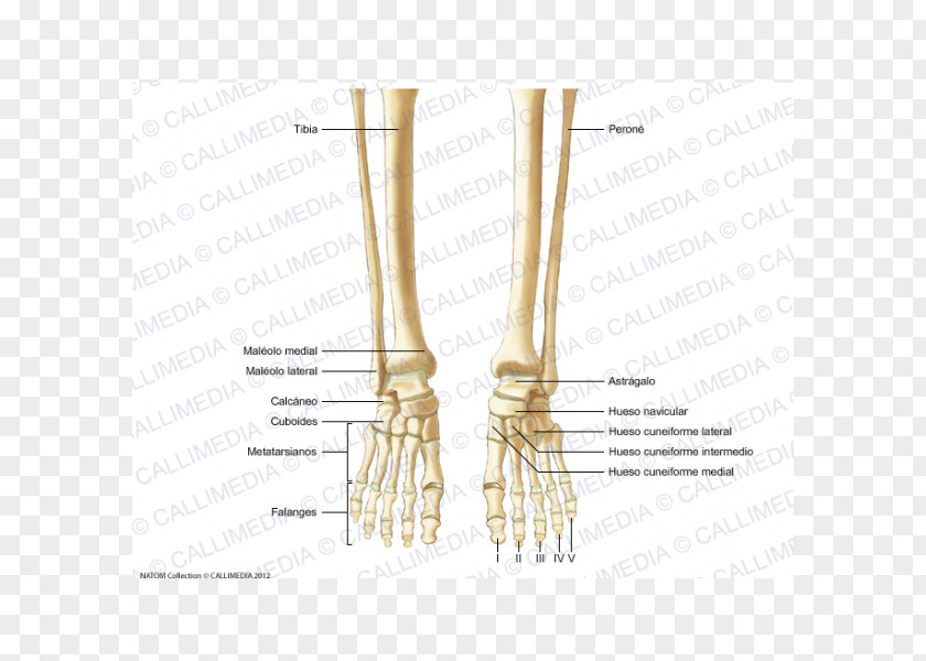 Skeleton Finger Human Bone Foot Anatomy PNG