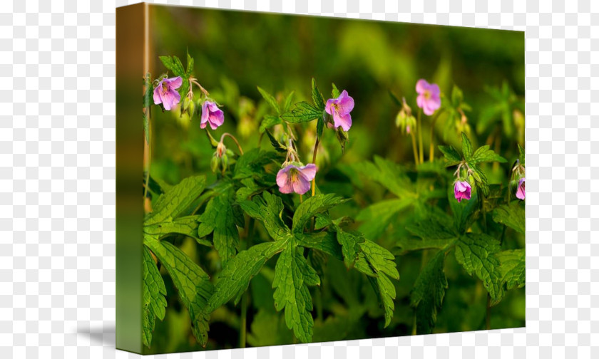 Violet Crane's-bill Herb Wildflower Family PNG
