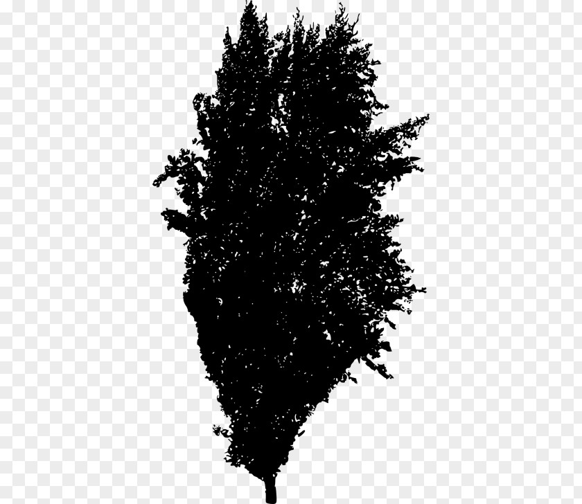 Cypress Family Evergreen Pine Tree Silhouette PNG