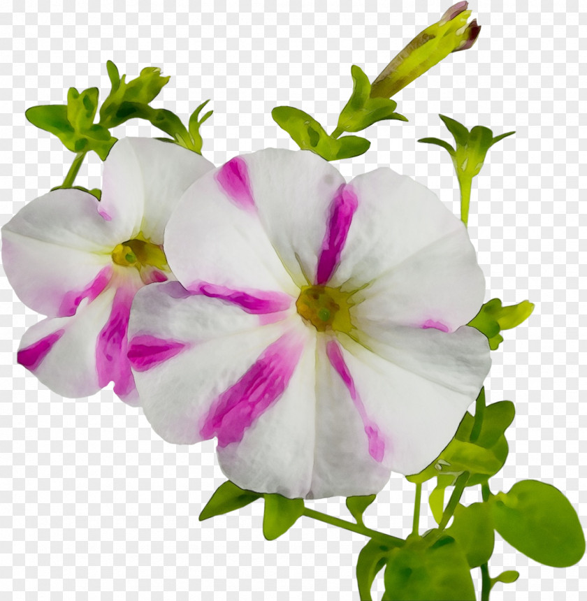 Geranium Impatiens Flower Petal Plant Pink Flowering PNG