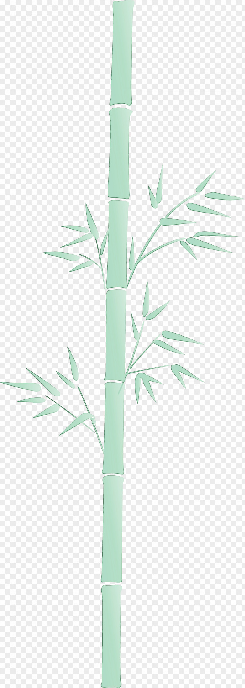 Leaf Plant Bamboo Stem Branch PNG