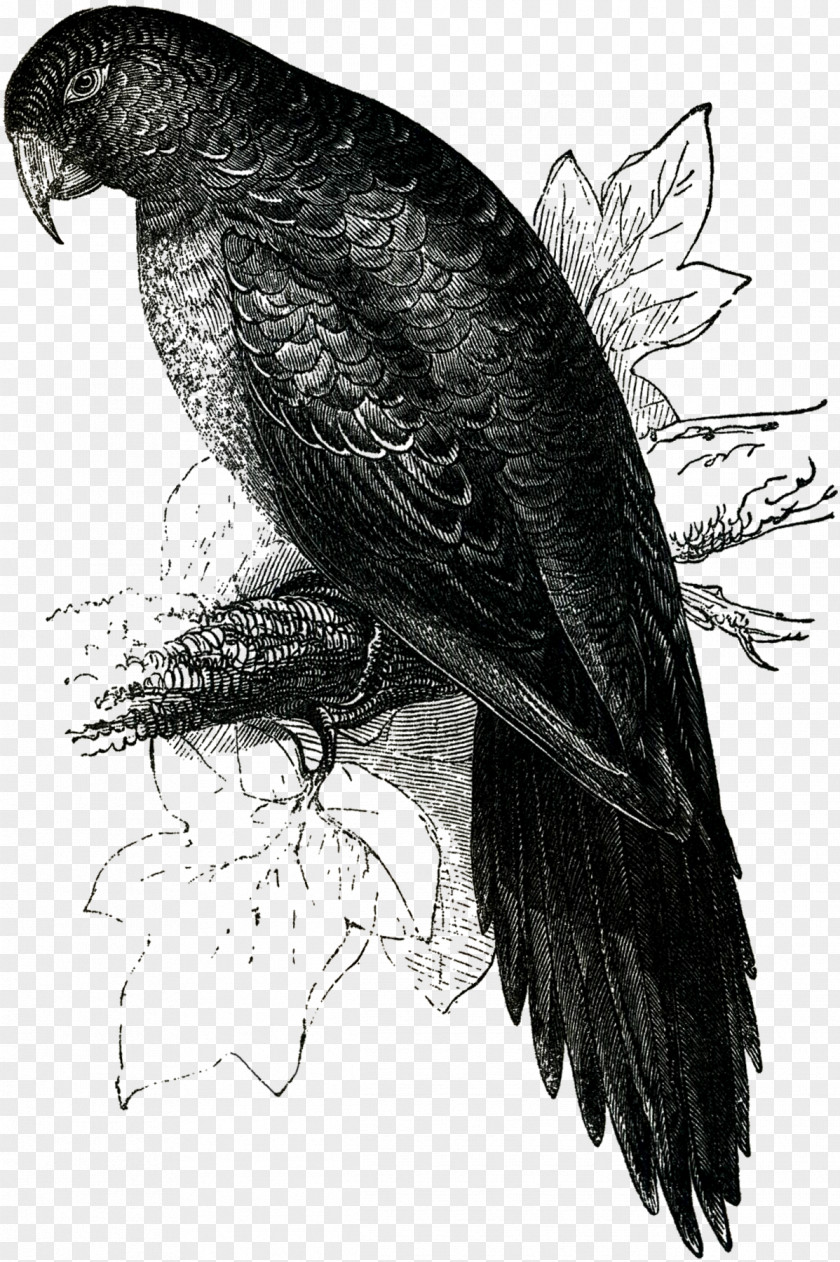 Tropical Birds Bald Eagle Buzzard Vulture Hawk Beak PNG