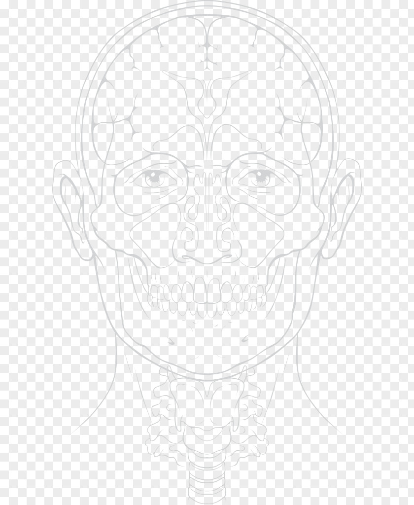 Anatomy Visual Arts Drawing Sketch PNG