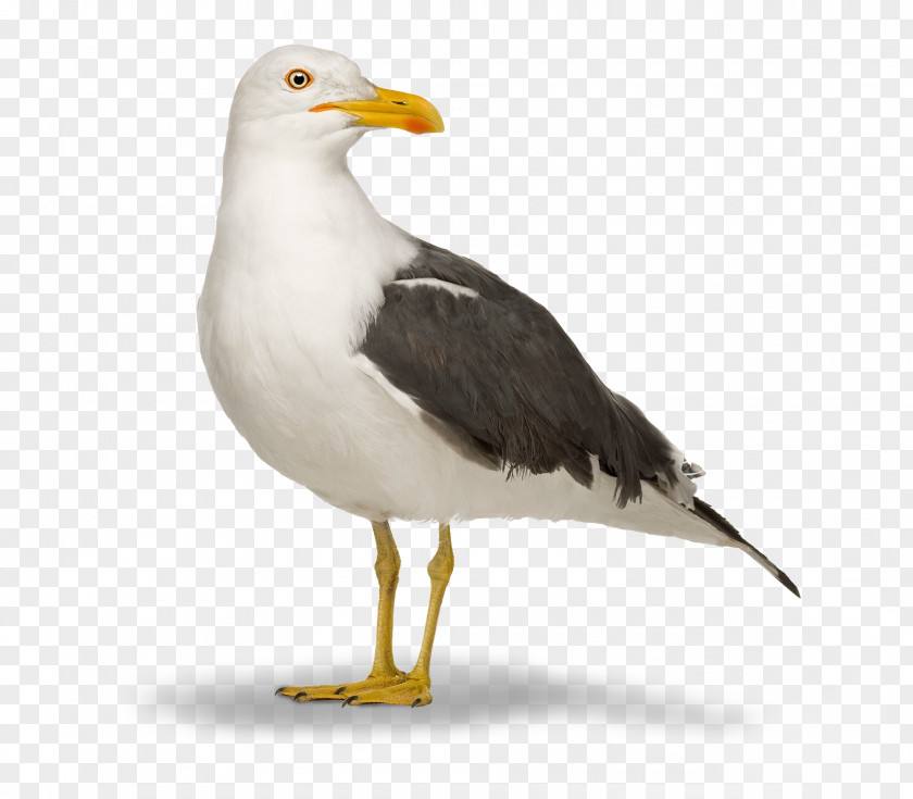 Bird Great Black-backed Gull European Herring Vertebrate Lesser PNG