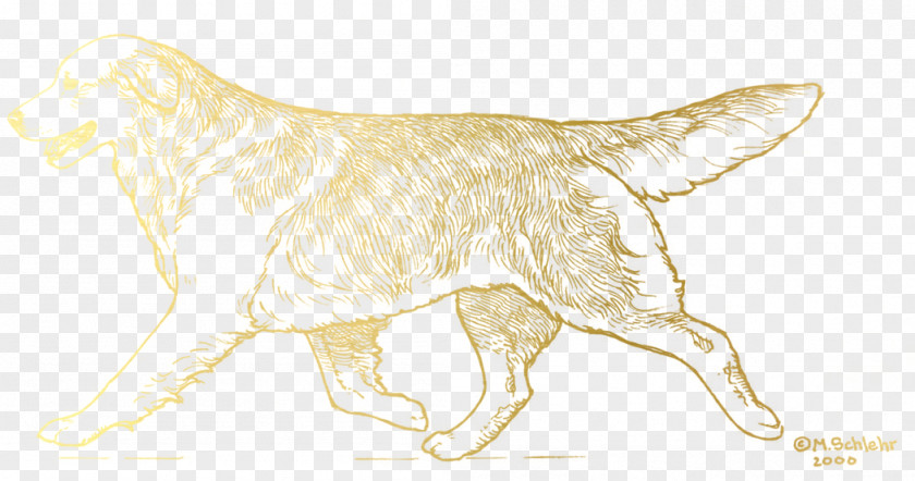 Golden Retriever Dog Breed Lion Cat Sketch PNG