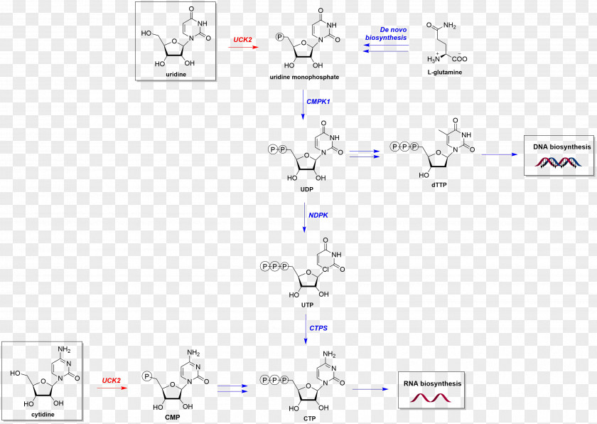 Pathway UCK2 Metabolic Chemical Reaction Catalysis Nucleotide Salvage PNG