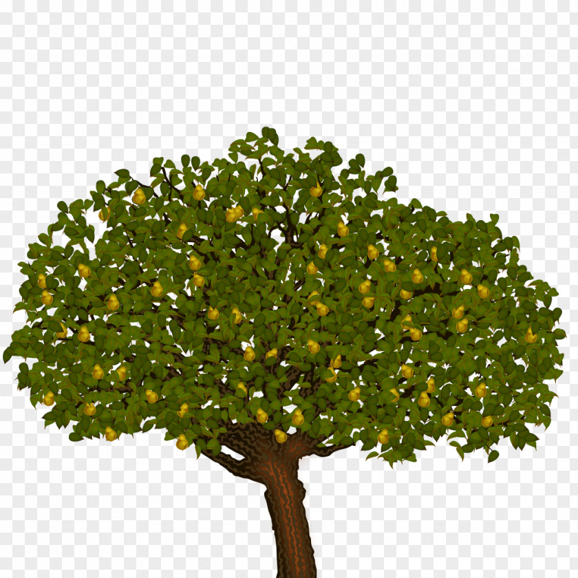 Tree Clip Art Branch Shrub Image PNG