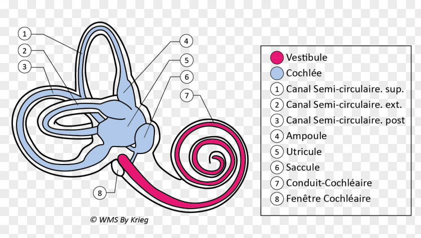 Ear Vestibule Of The Labyrinthe Membraneux Anatomy PNG