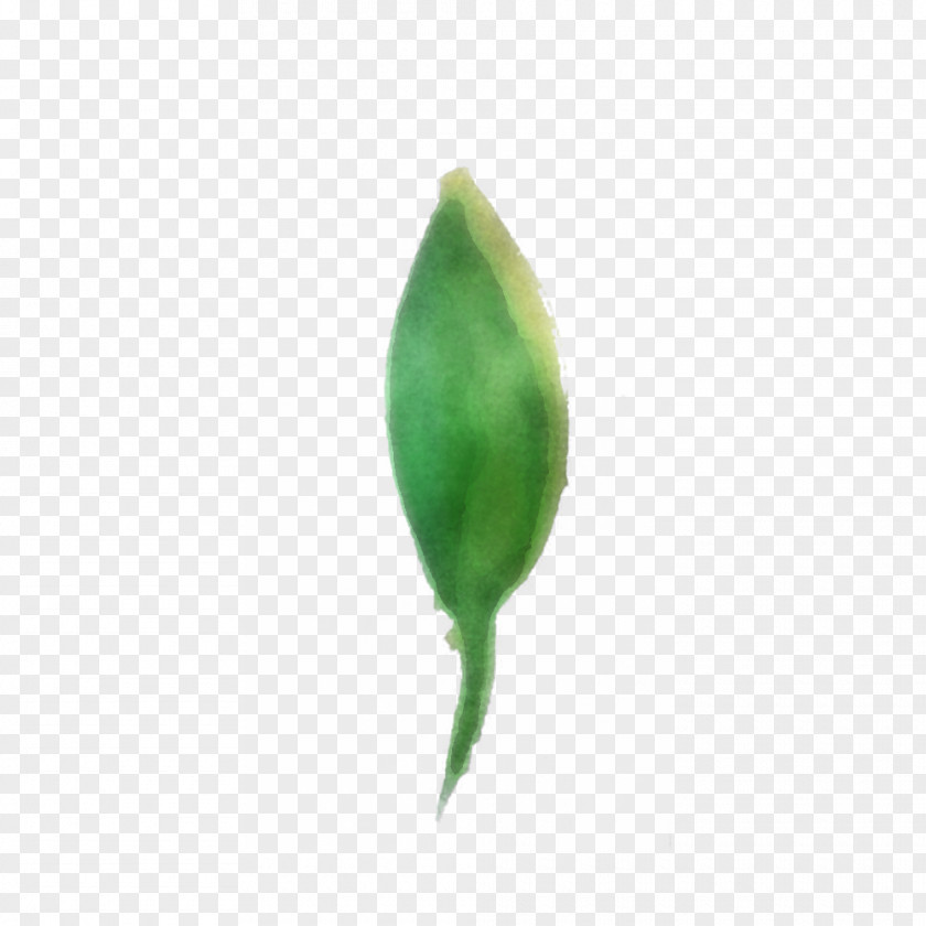 Feather PNG