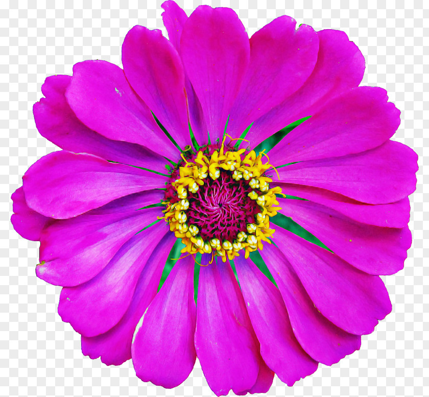 Flower Petal Violet Barberton Daisy Purple PNG