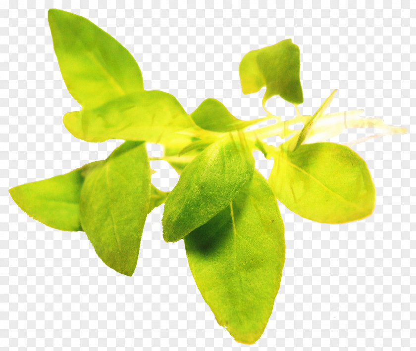 Food Herb Basil Leaf PNG