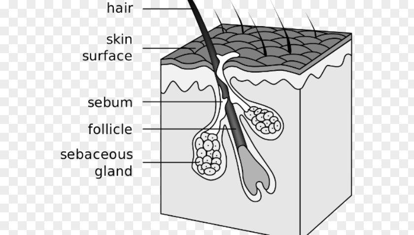 Hair Follicle Sebaceous Gland Acne Canities Integumentary System PNG