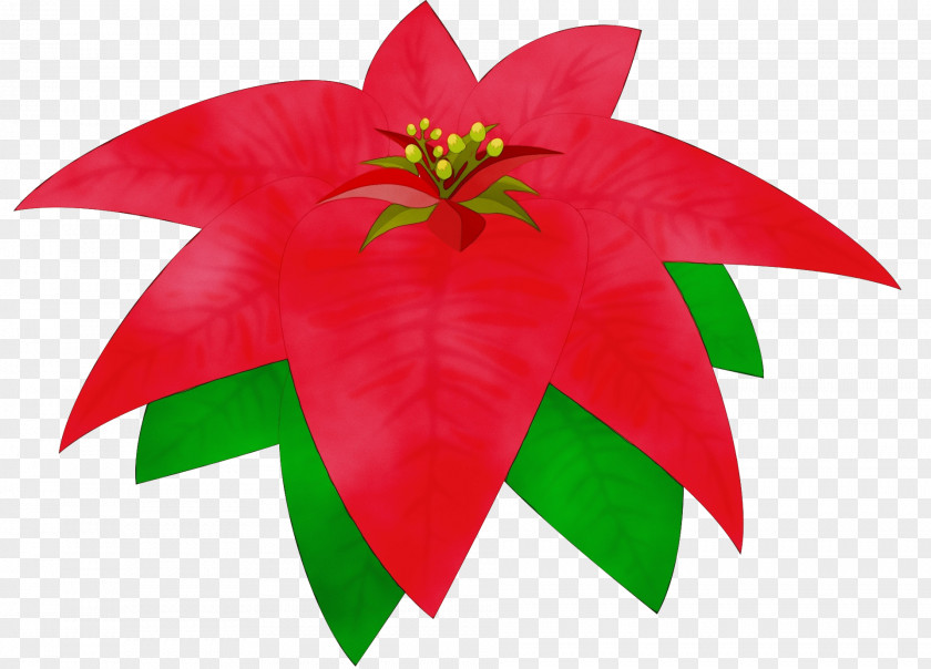 Paper Leaf Poinsettia Red Flower Plant Petal PNG