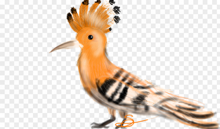 Bird Beak The Art Of Painting Eurasian Hoopoe PNG