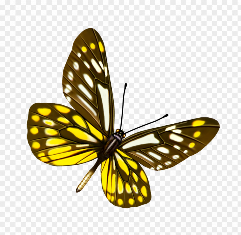 Butterfly Clip Art PNG