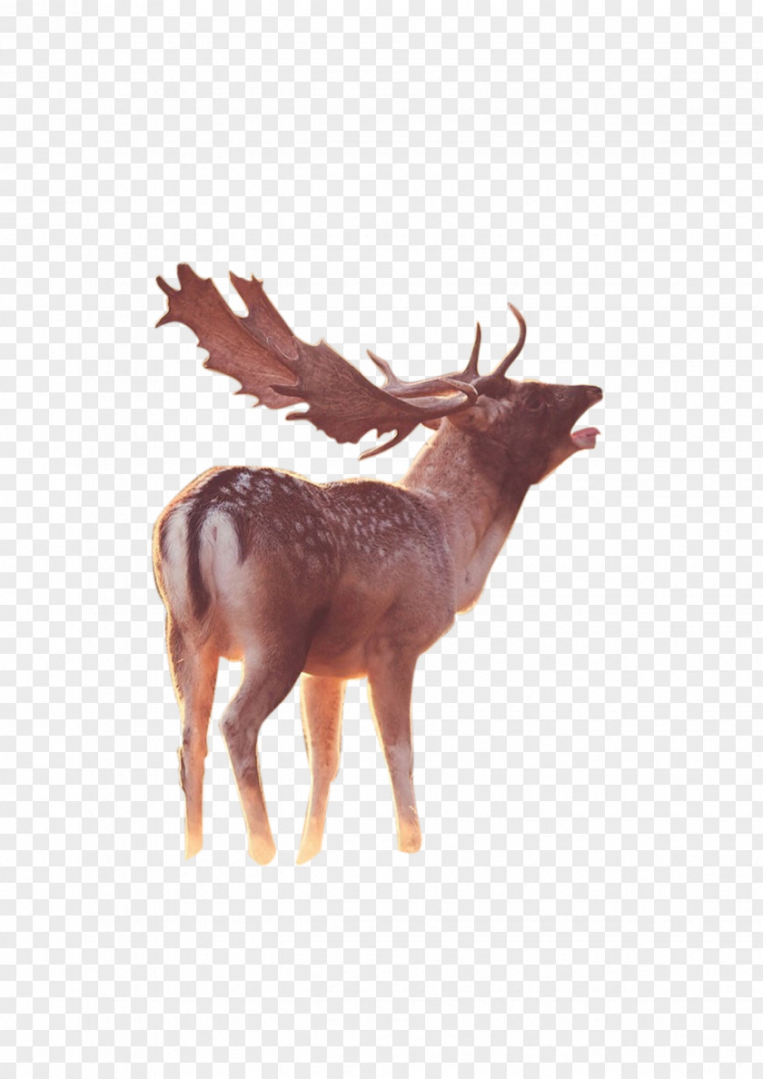 Deer Reindeer Antelope PNG