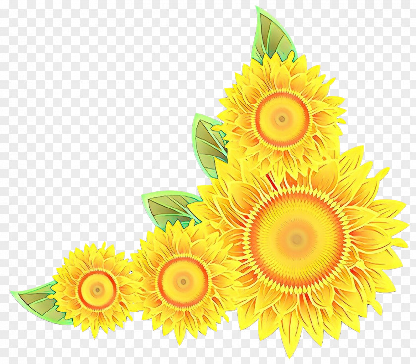 Gerbera Plant Sunflower PNG