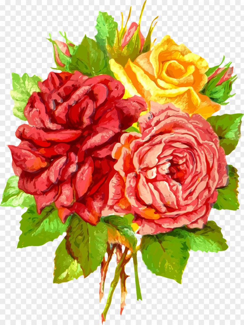 Gift Garden Roses Cabbage Rose Best Blue PNG