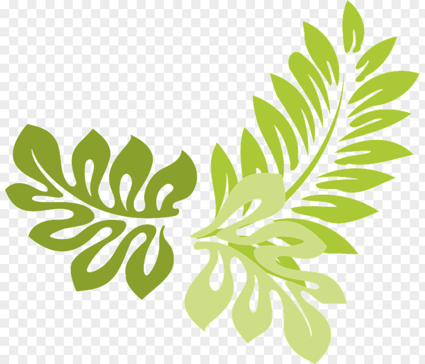 Parsley Leaf Fern Clip Art PNG