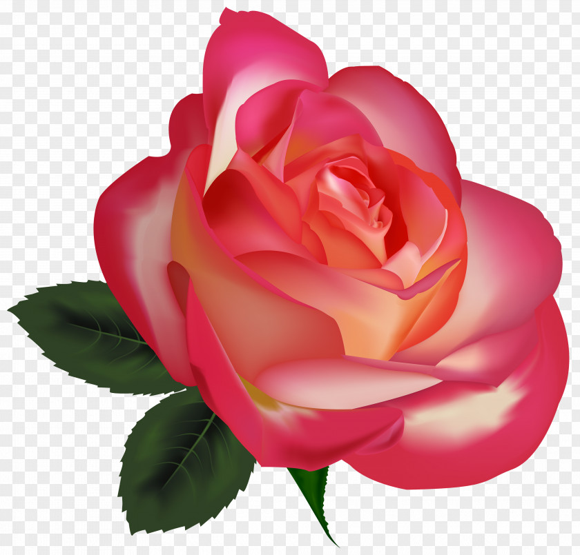 Pink Roses Flowers Best Flower Clip Art PNG