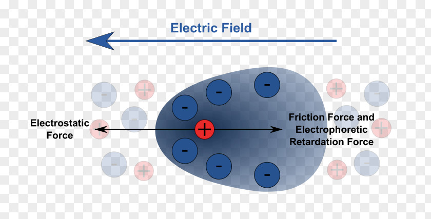 Agarose Gel Electrophoresis Capillary Hemoglobin PNG