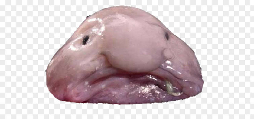 Blobfish Cartoon Animal Deep Sea Creature Fish PNG