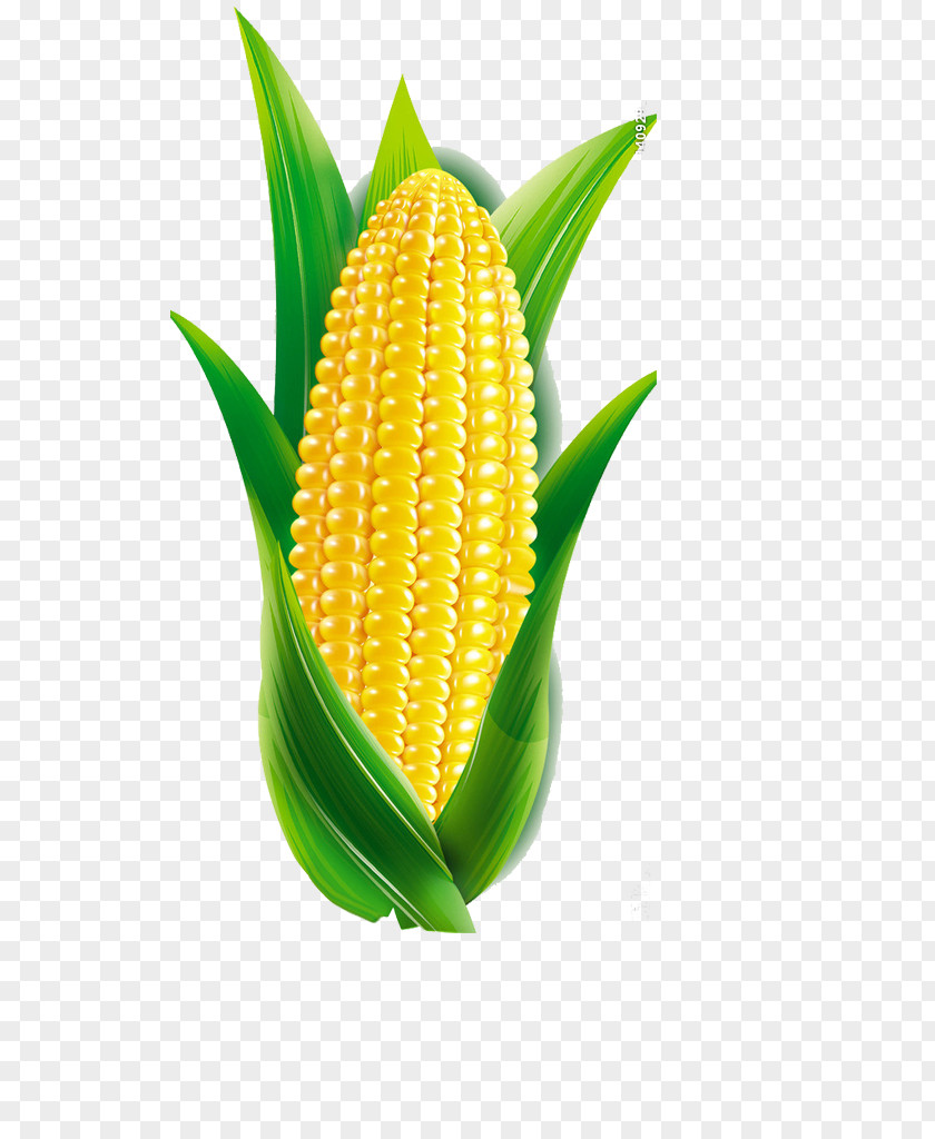 Corn Maize Cartoon PNG