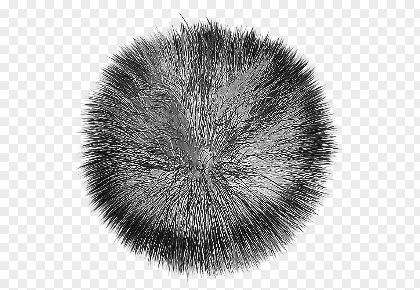 Ear Fur Clothing Poil PNG