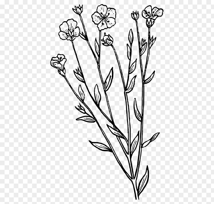 Flax Leaf Botany Clip Art PNG