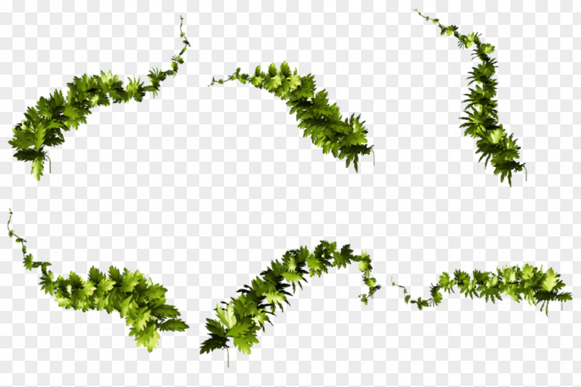 Flower Caulerpa Paper PNG