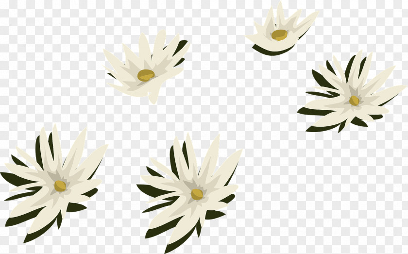 Flower Common Daisy Water Lily Arum-lily Aquatic Plants PNG