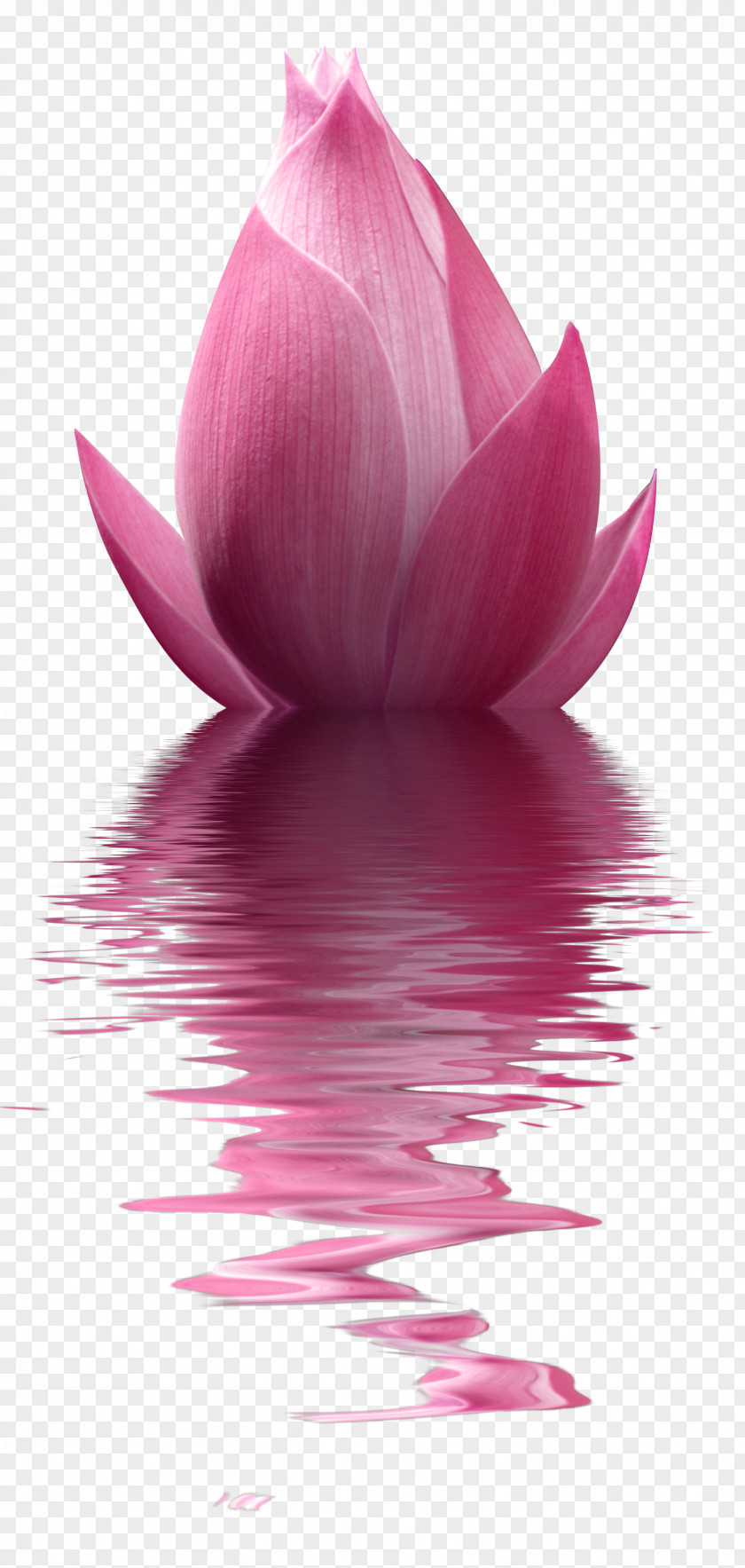 Free Pink Lotus Water To Pull The Material PNG pink lotus water to pull the material clipart PNG