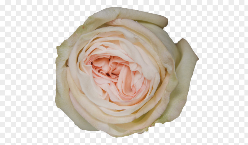 Garden Roses Flower Cabbage Rose Shrub PNG