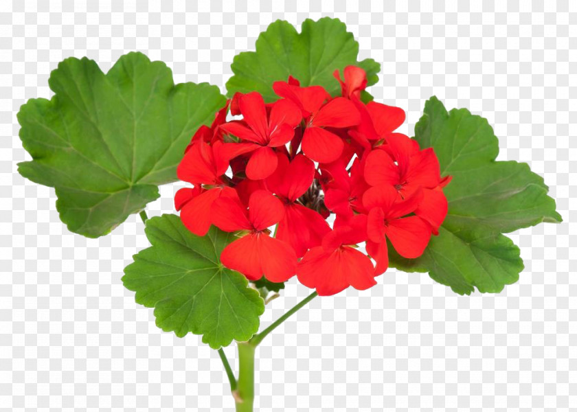 Geranium Free PNG geranium free clipart PNG