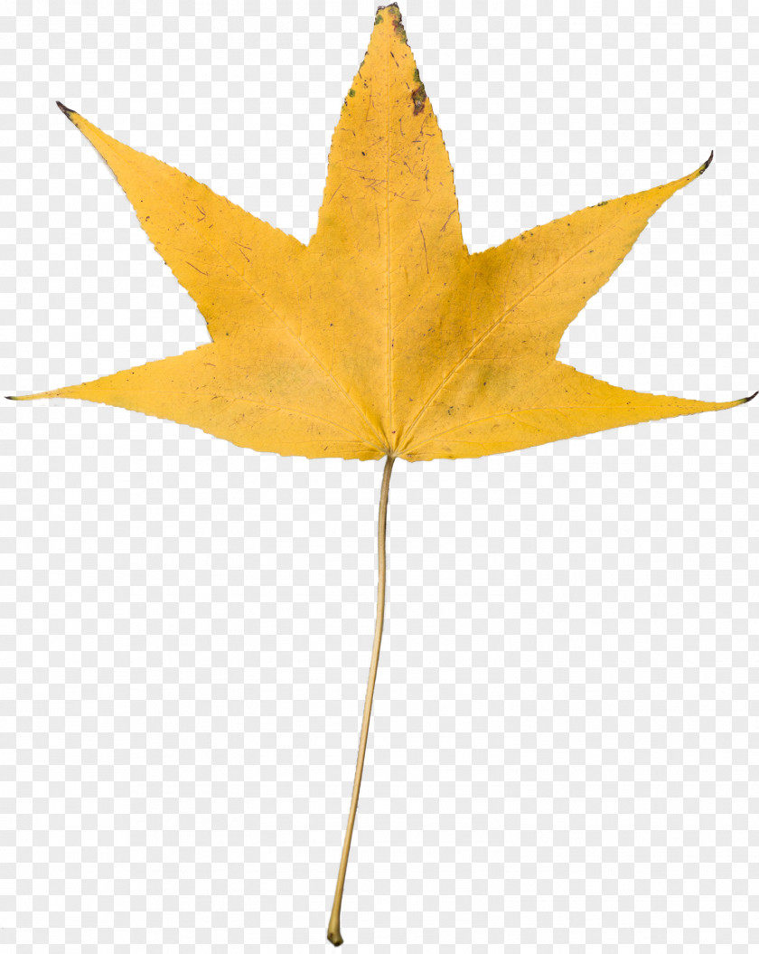 Leaf Desktop Wallpaper Autumn Color Clip Art Yellow Image PNG