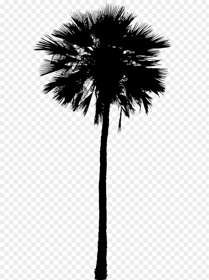 M Date Palm Silhouette Plant Stem Asian Palmyra Black & White PNG