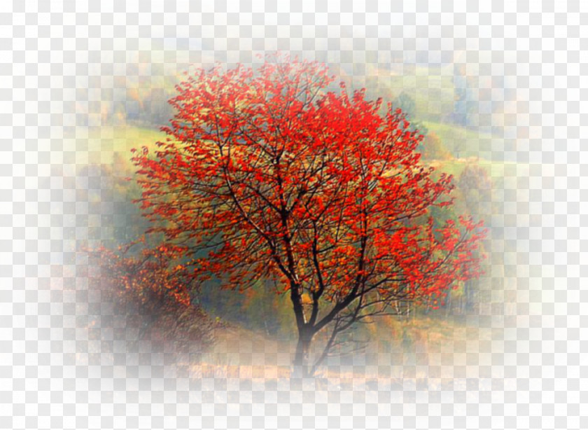 Photographer Photography Autumn Nature PNG