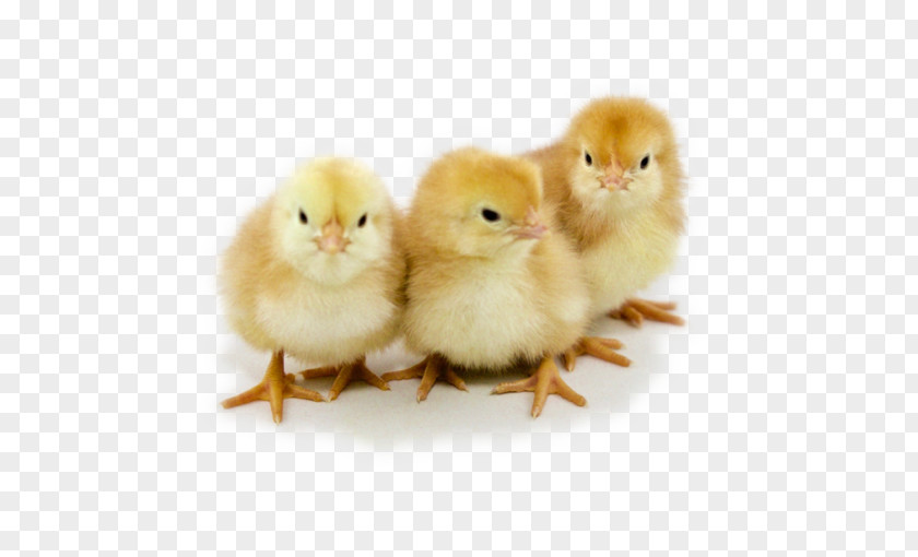 Rhode Island Red Australorp Wyandotte Chicken New Hampshire Hatchery Poultry PNG