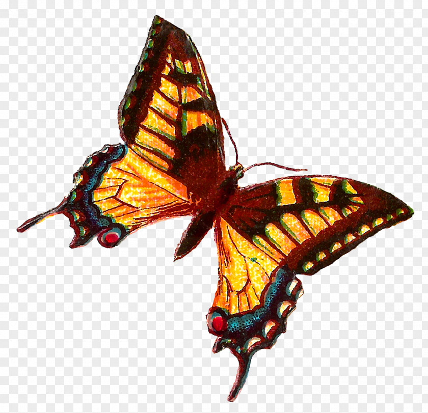 Butterfly Monarch Insect Brush-footed Butterflies Clip Art PNG