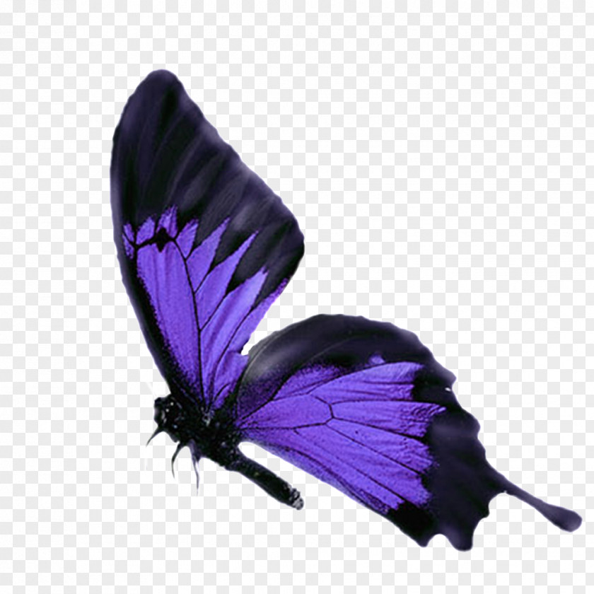 Download Butterfly Insect Image Purple Cyan PNG