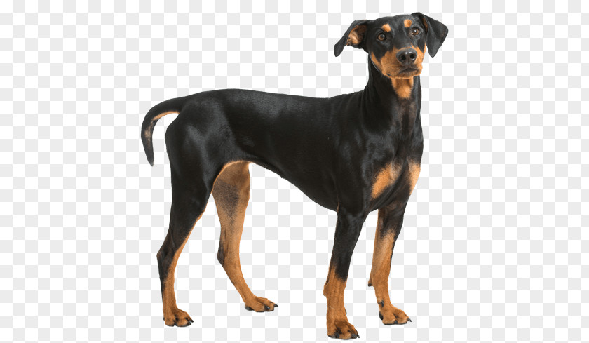 Puppy Dobermann German Pinscher Miniature Manchester Terrier English Toy PNG